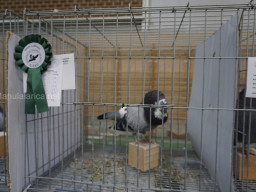 XIV Concurso Exposición de Palomas de Raza en Mula 2024